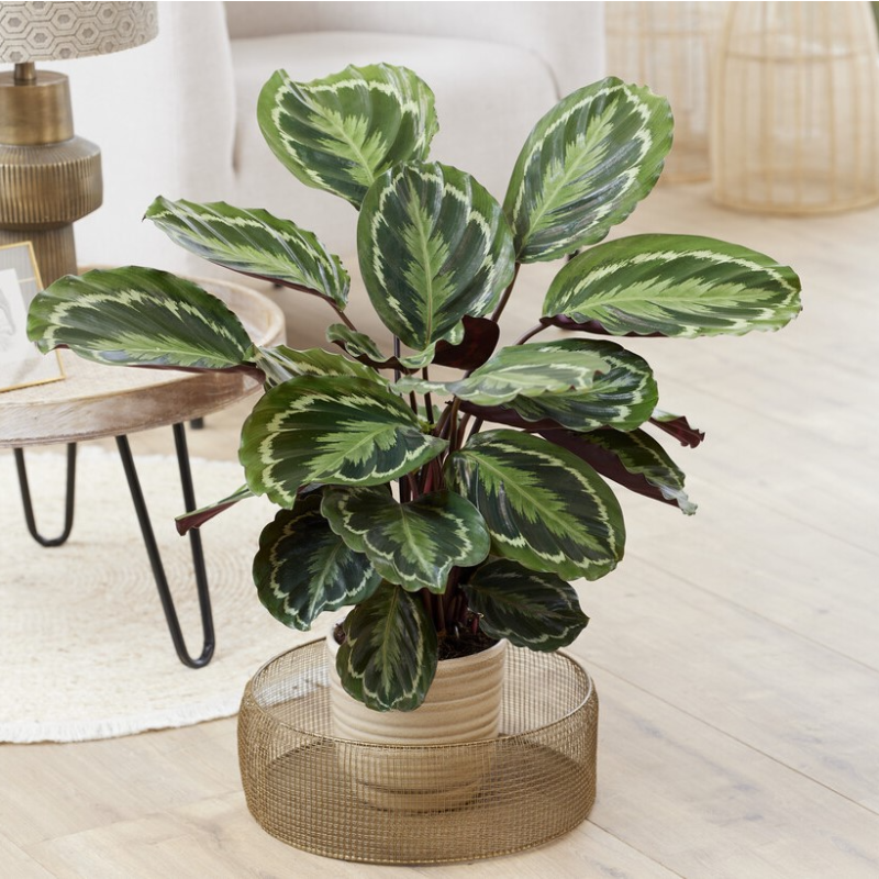 Calathea Medallion