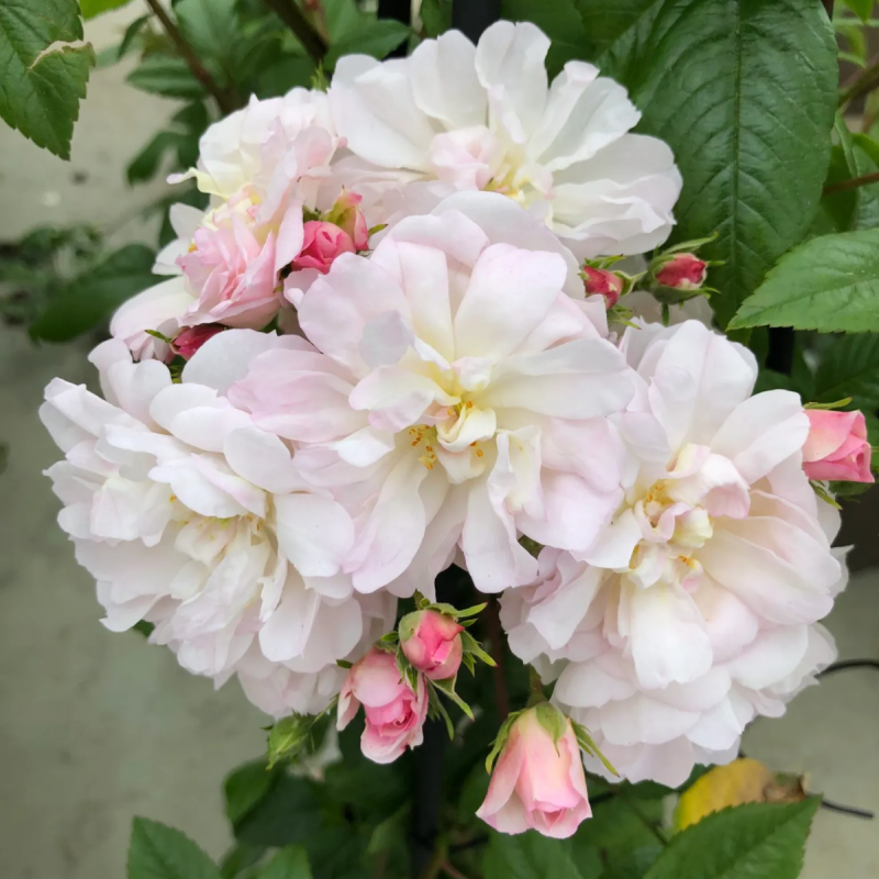 Sarah Simblet Roses Rose 'Siluetta Sweet' - Rambling Rose