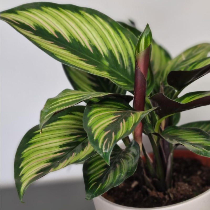 becher eibe hillii Becher-Eibe 80-100cm Taxus media hillii als starke Ballenware main image 1
