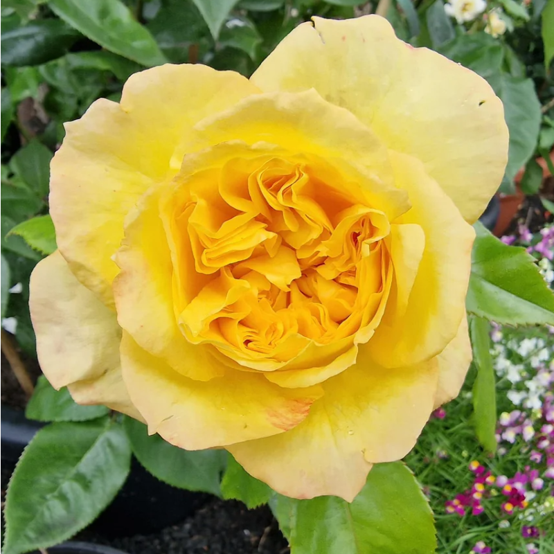 Rose 'Henry Delbard' - Hybrid Tea Rose