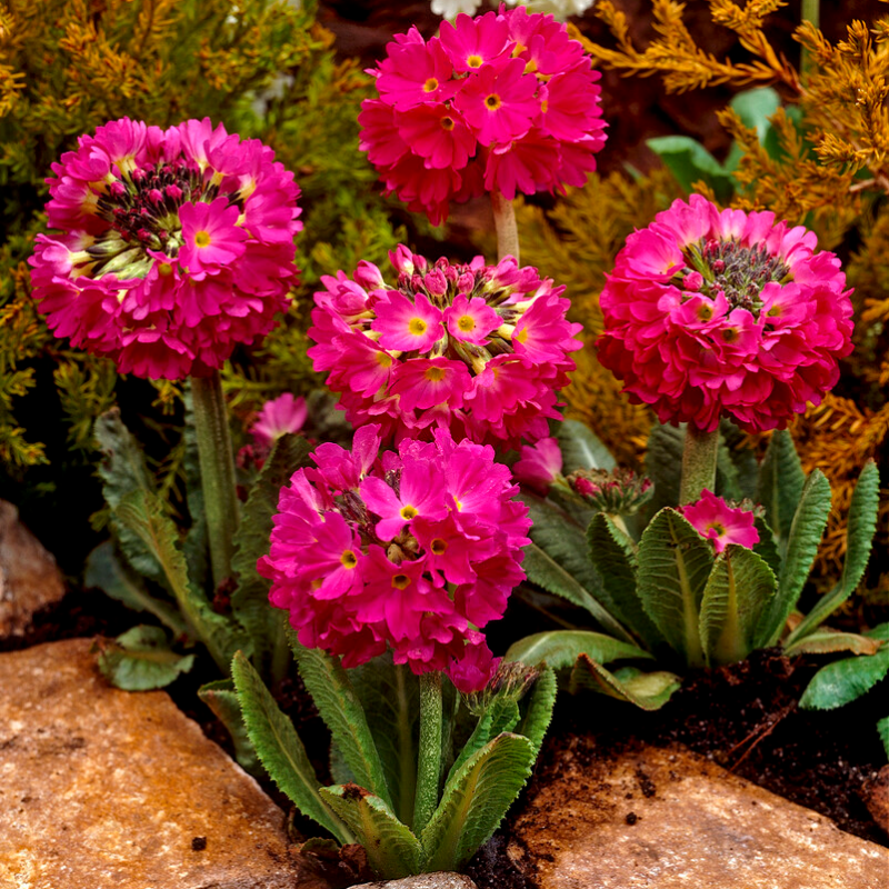Primula Denticulata 'Ruby'