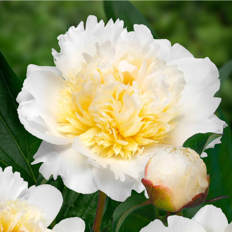 Paeonia Bridal Grace - Peony Bridal Grace - In Bud & Bloom