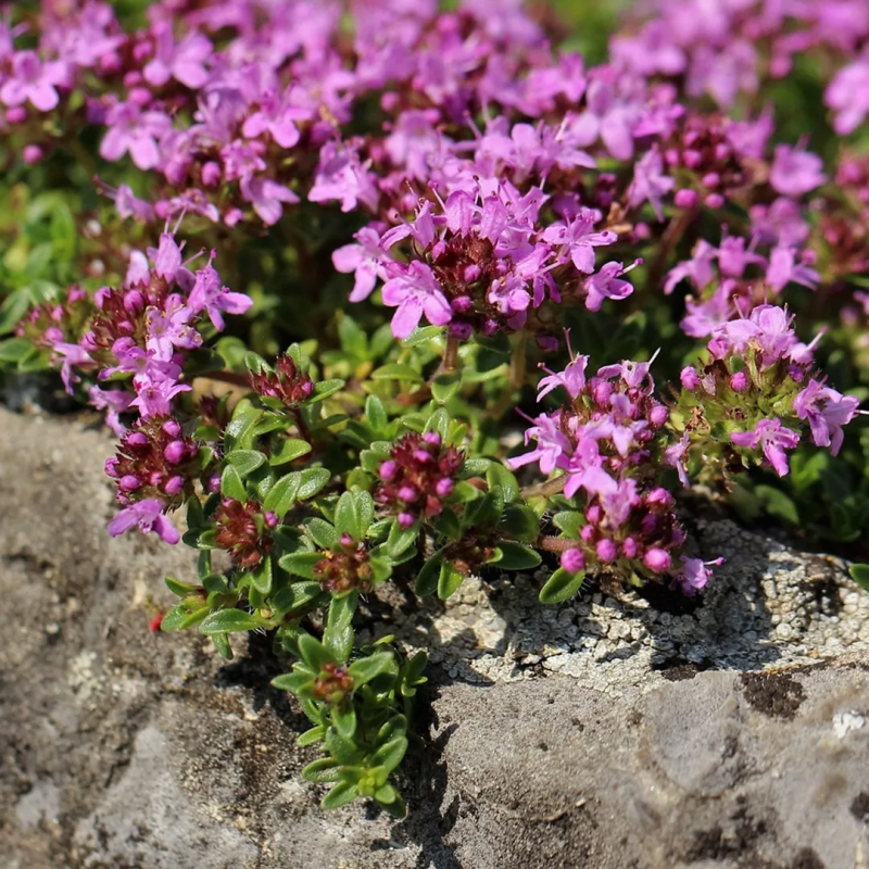 thyme-serpyllum-creeping-thyme