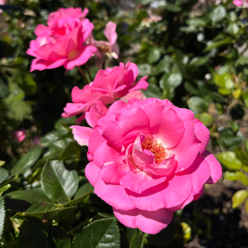 Pugwash ビートルズファン必聴デジパックCD Rose in a Gard cropped_image_5__6.png