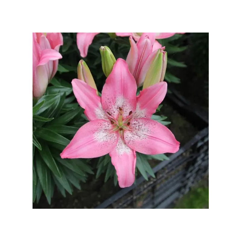 Lilium Trendy Nicosia - Pack of 5 Lily Bulbs