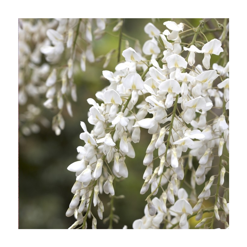 Wisteria brachybotrys Shiro-Kapitan Fuji