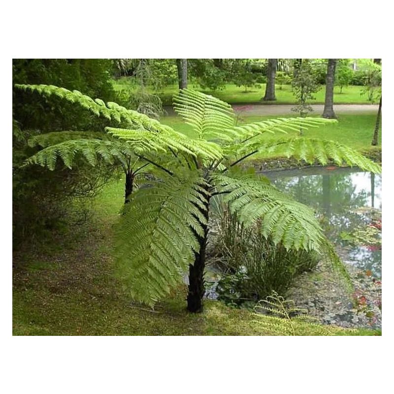 Cyathea Highland Lace - Australian Tree Fern - Sphaeropteris cooperi