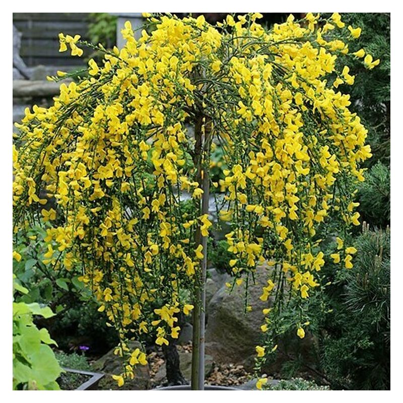 Cutis Tree Patio Standard Tree - Cytisus circa 100-120cm - Golden Tears