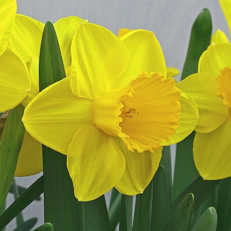 Narcissus Lucky Number Large Trumpet Daffodil