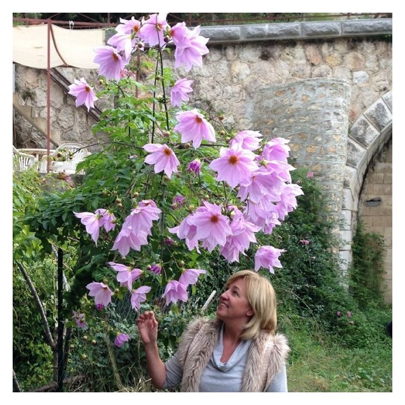 Dahlia Imperialis Pink - Majestic 2m Skyscraper Dahlias!