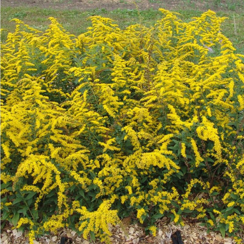 Solidago Golden Rockets Solidago sphacelata 'Golden Fleece' - Goldenrod