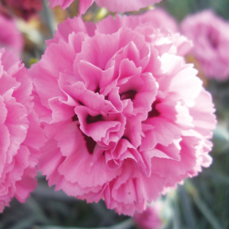 Pink Ruffled Flowers Dianthus Pink Ruffles