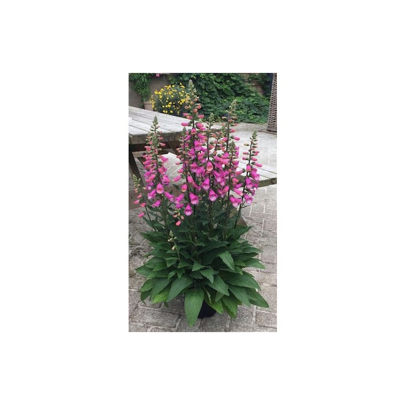 Digitalis Lucas Foxglove