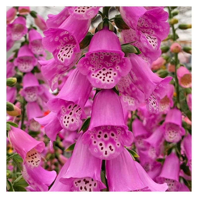 digitalis-pink-panther-foxgloves