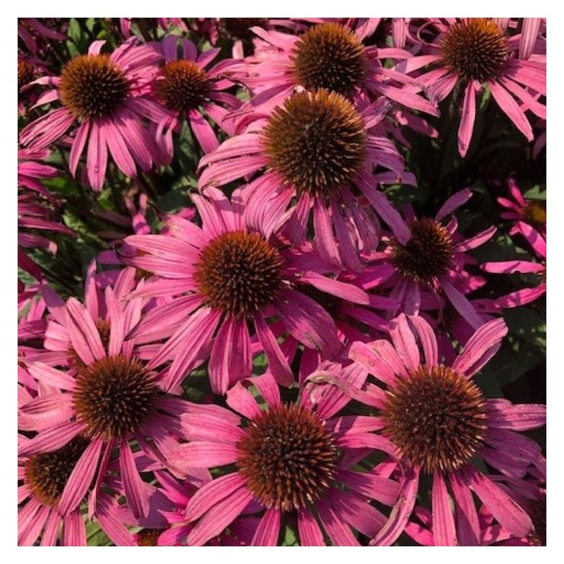 Echinacea Mooodz Awake