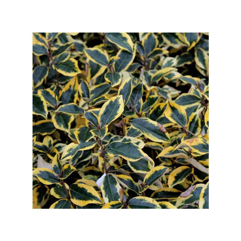 Elaeagnus x ebbingei 'Gilt Edge' Silverthorn
