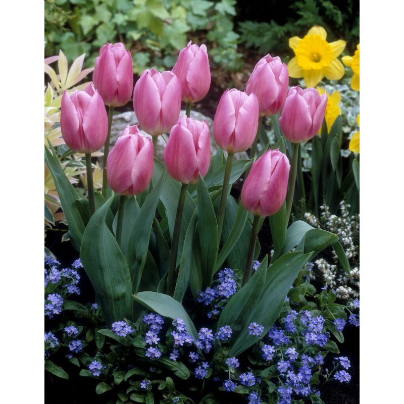 Tulip Christmas Dream Pack of 6 Bulbs