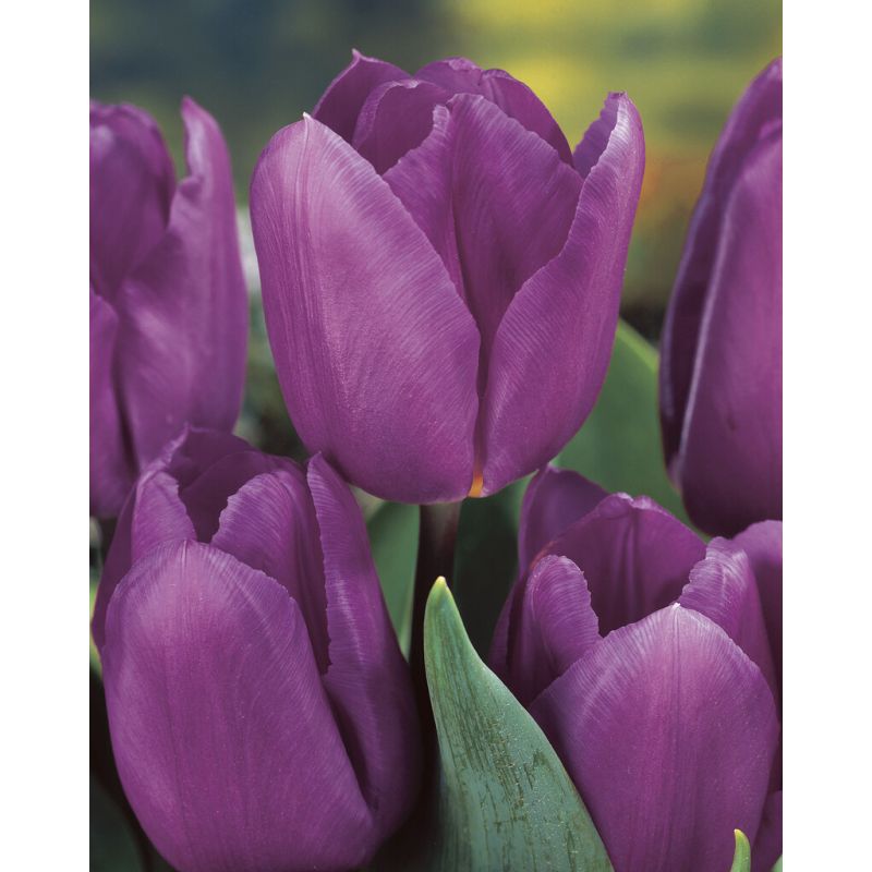 Tulip Blue Beauty Pack of 6 Bulbs