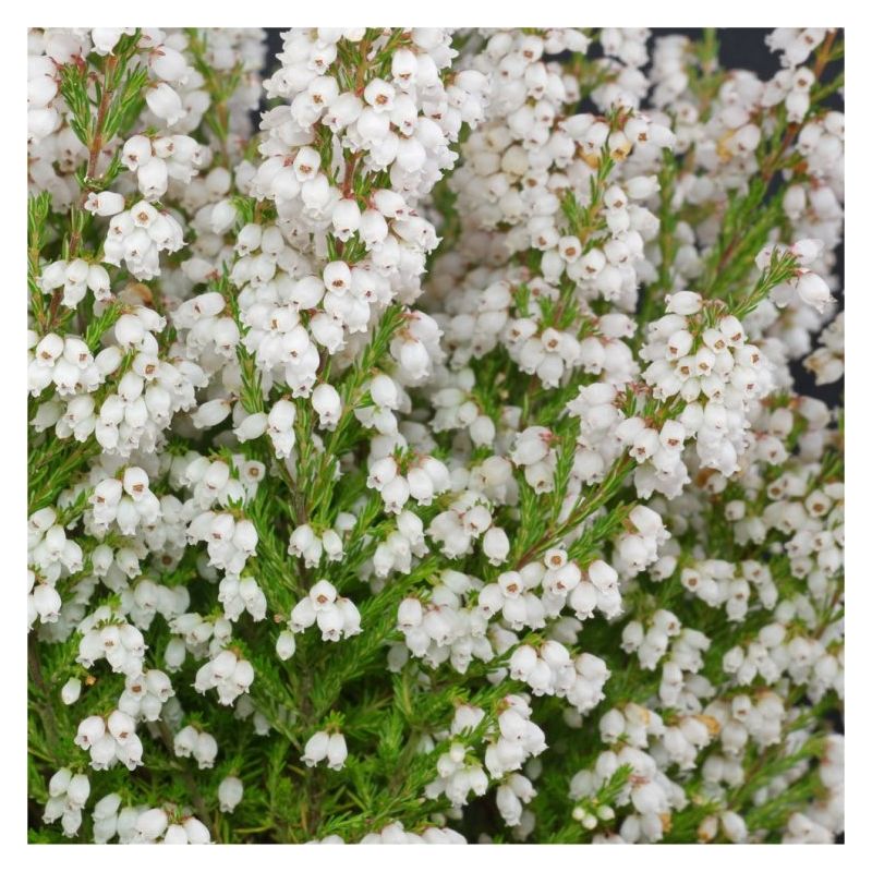 Erica gracilis alba - Large White Heather Plants in Bud