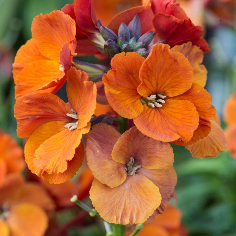 Wallflower Orange Pack of Six Plants