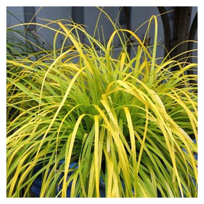 Carex everillo deals
