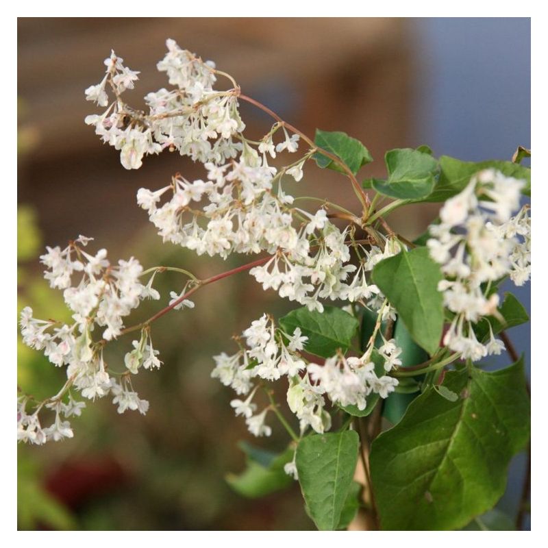 Large 6ft - Specimen Climber - Fallopia aubertii - (baldschuanica ...