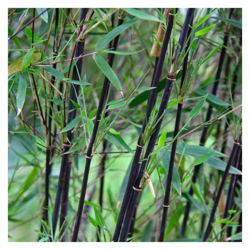 Fargesia nitida Black Pearl - Black Stem Umbrella Bamboo - 80-100cms tall