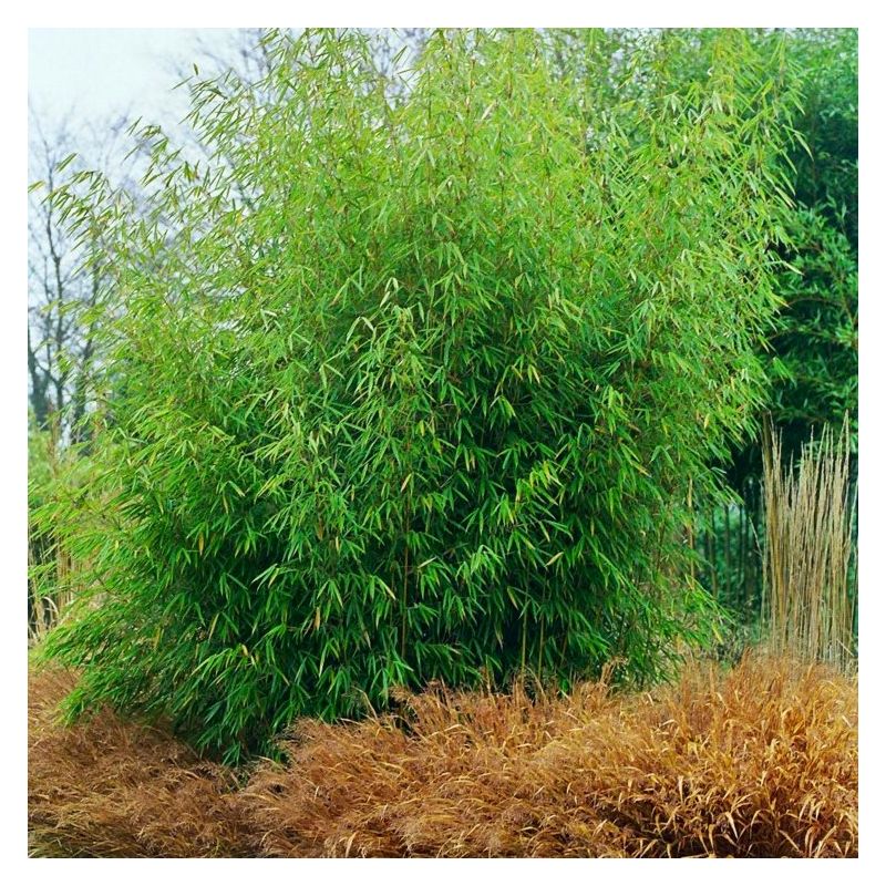 Fargesia Robusta Pingwu