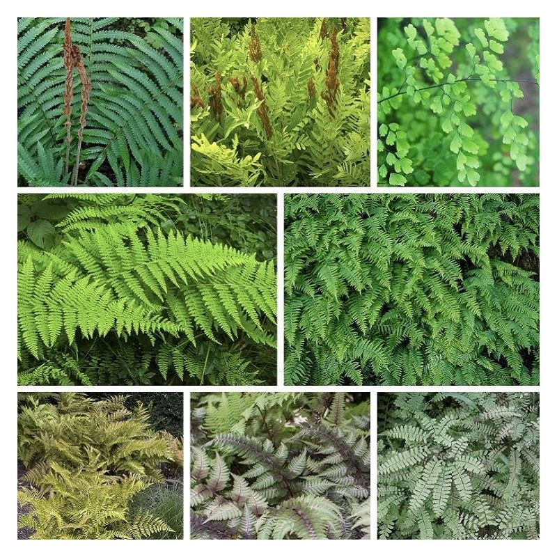 Fern Plant Collection FIVE Fabulous Ferns in Contrasting Varieties
