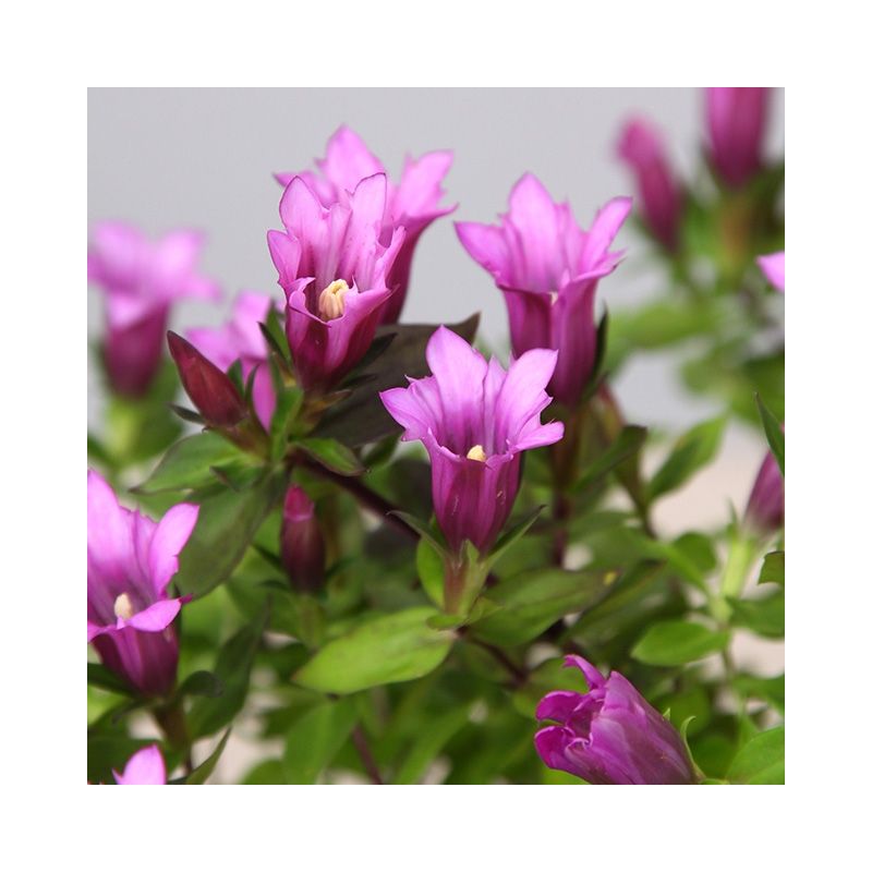 Gentiana scabra 'Rose Pink' - Soft Pink Flowering Gentian Plant