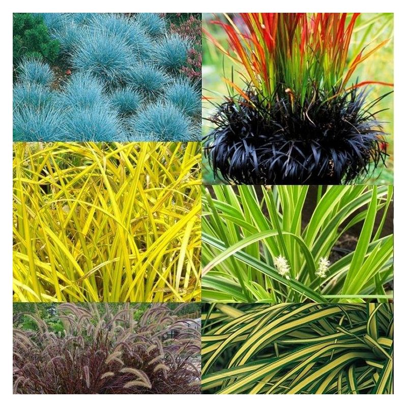 Gorgeous Grasses Collection - FIVE Different Ornamental Grasses