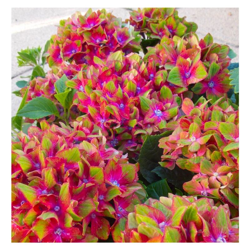 Hydrangea Glam Rock - Amazing Multi-Coloured Schloss Wackerbarth Hardy ...
