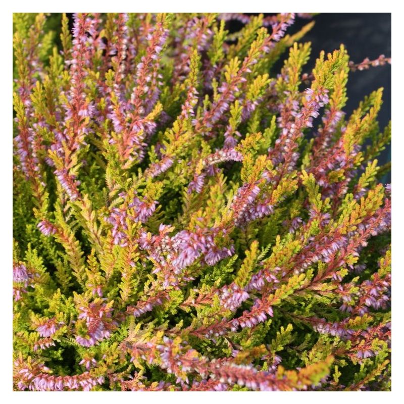 Heather Plant - Calluna 'Julia'
