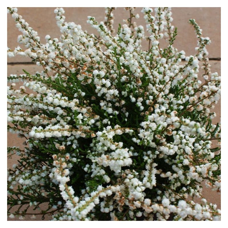 Heather Plant - Calluna 'Kinlochruel'