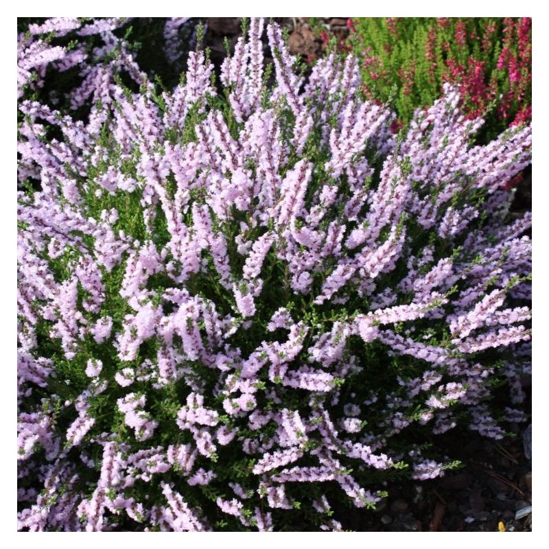 Heather Plant - Calluna 'Radnor'