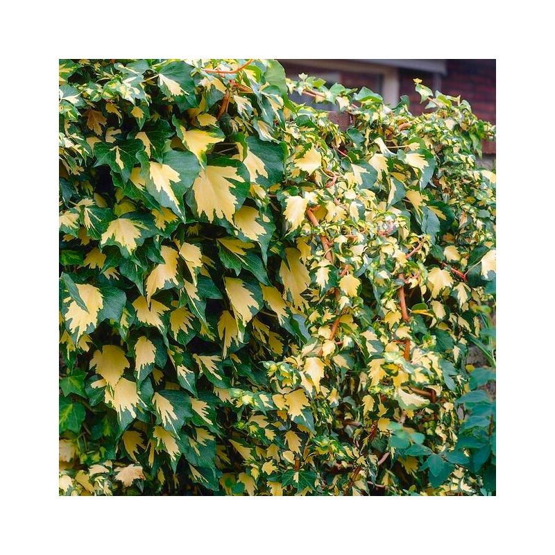 Hedera helix Goldheart - Evergreen Ivy