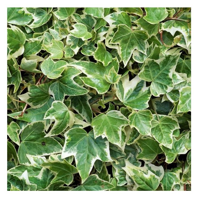 Hedera helix 'Eva'