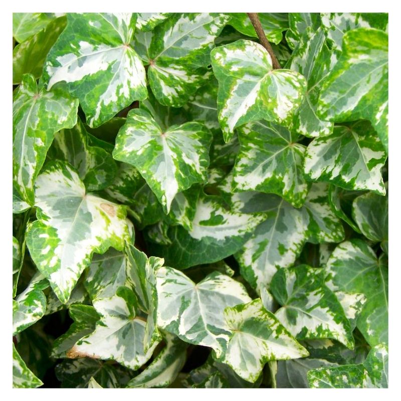 Hedera helix 'Kolibri' - English Ivy