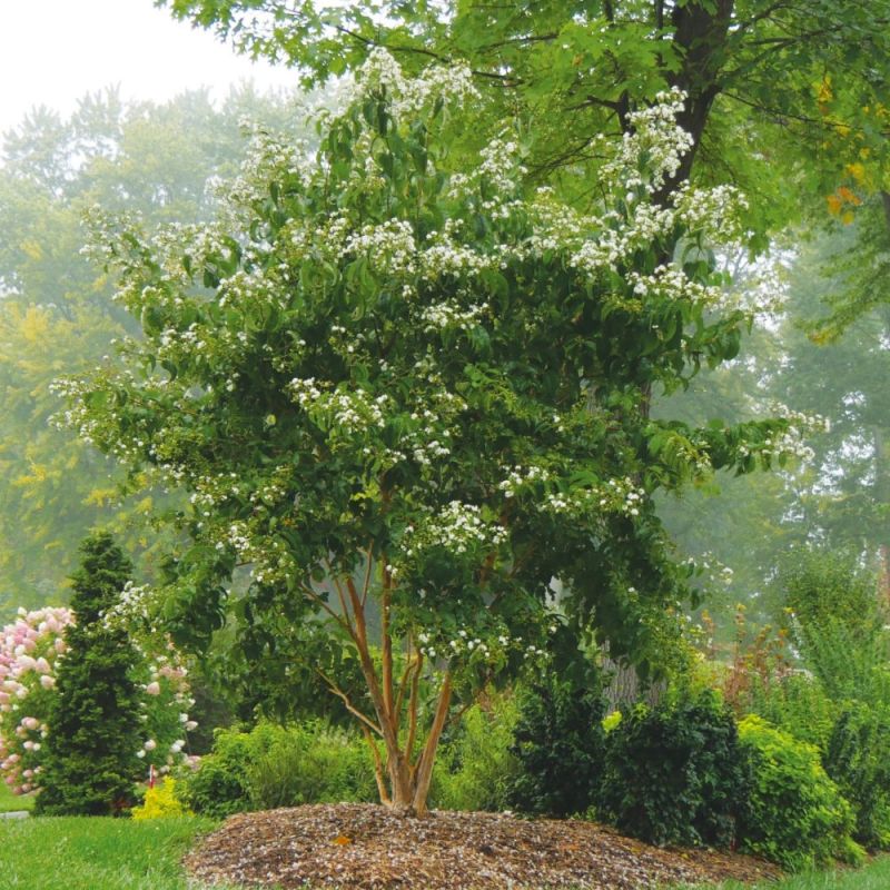 Heptacodium miconioides - Seven Son Flowers