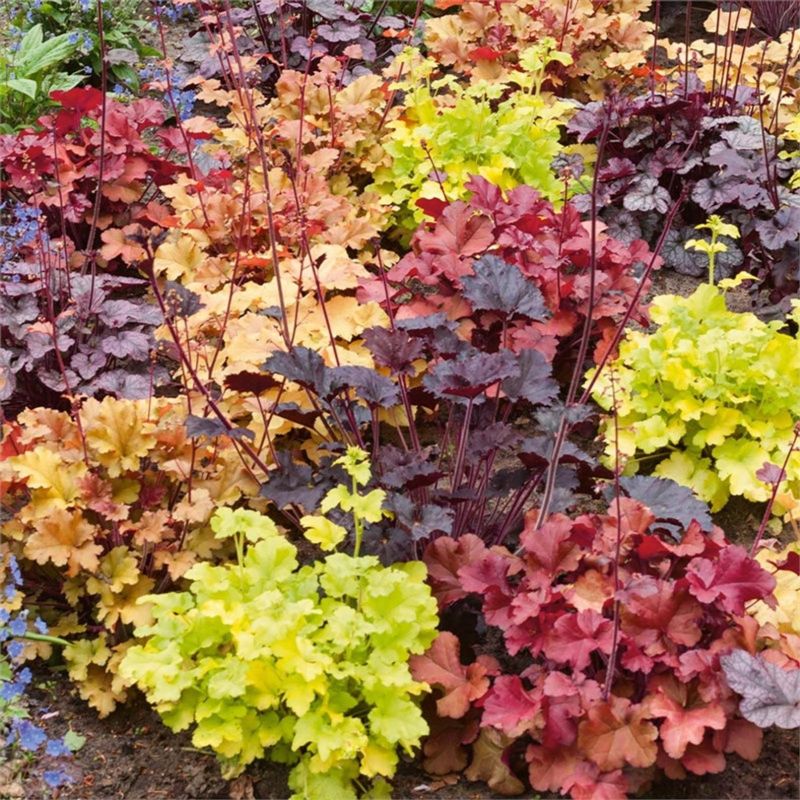 Handsome Heuchera Collection Pack of FOUR Evergreen Plants
