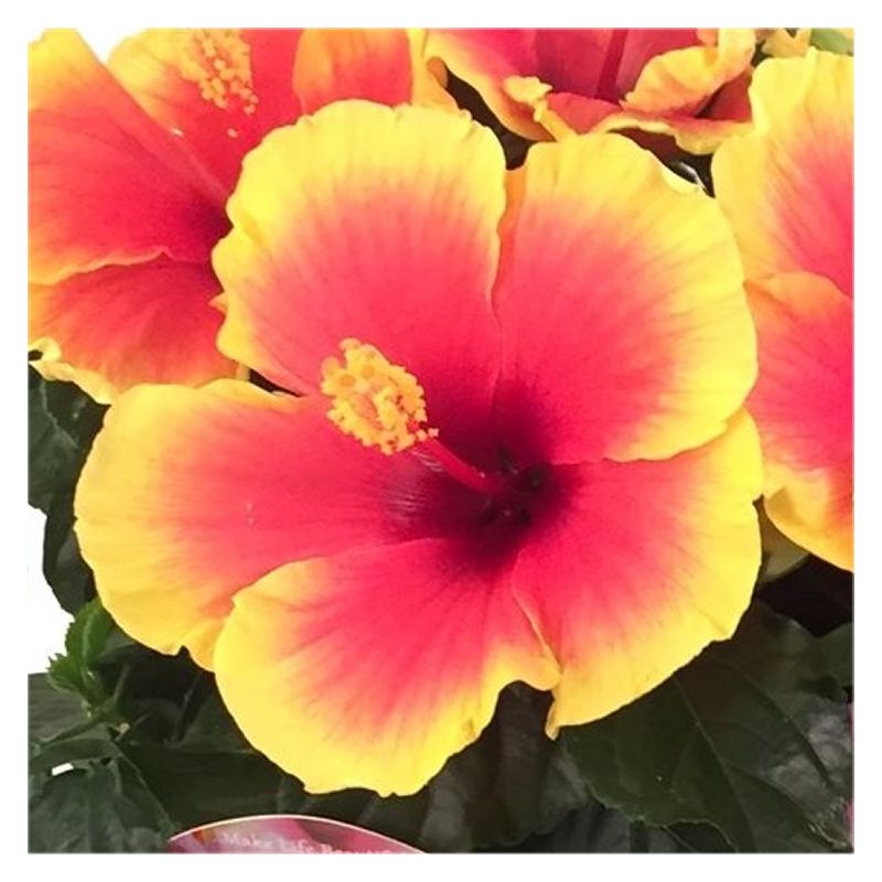 Hibiscus sinensis rosea 'Tivoli'