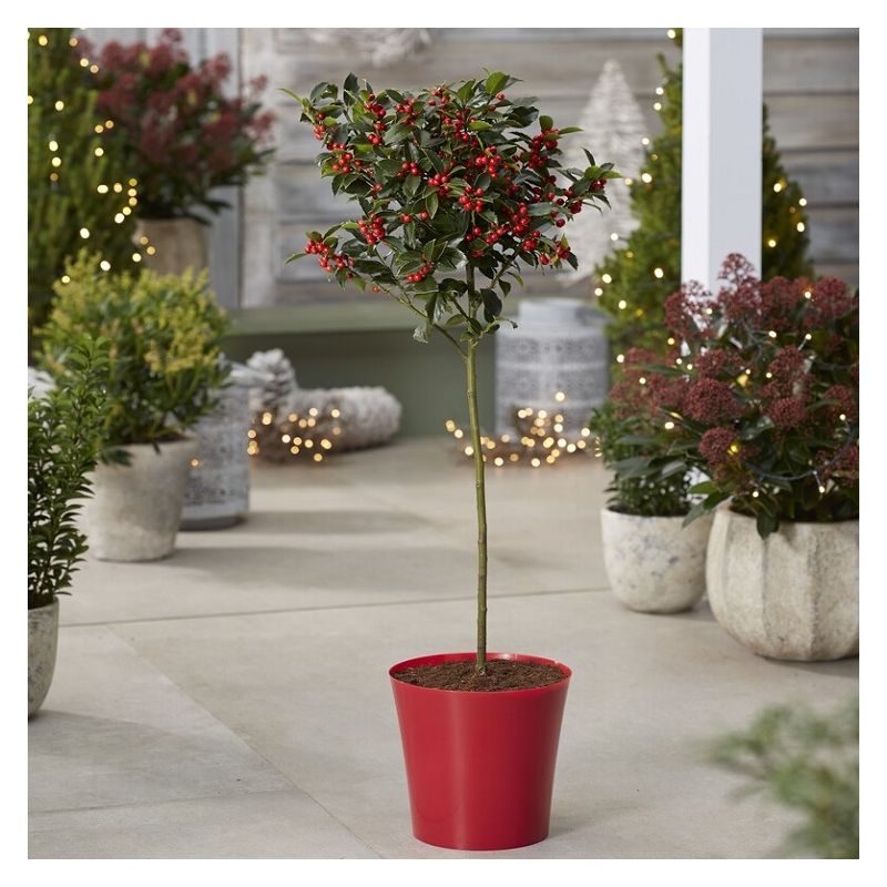 Premium Quality Festive Holly Tree Covered in Berries with RED Planter