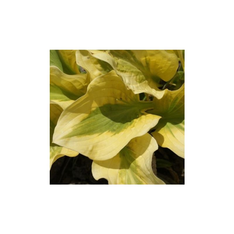 Hosta ''Glad Rags' - Pack of 3 Bare Root