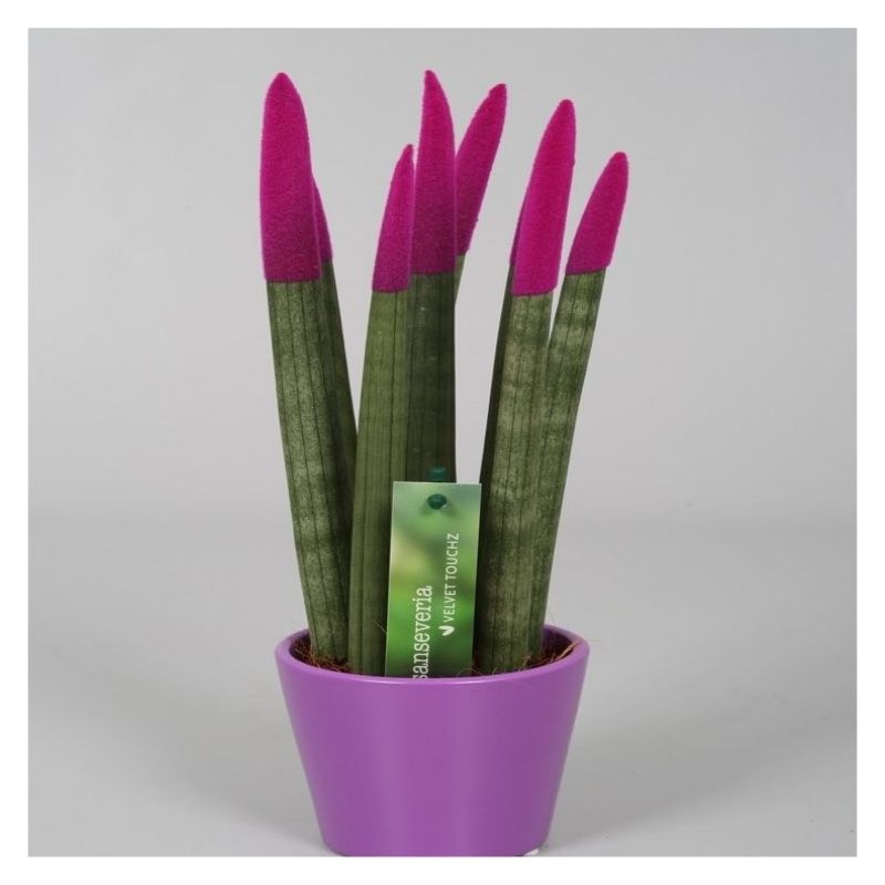 Sansevieria Velvet Touchz Hot Pink