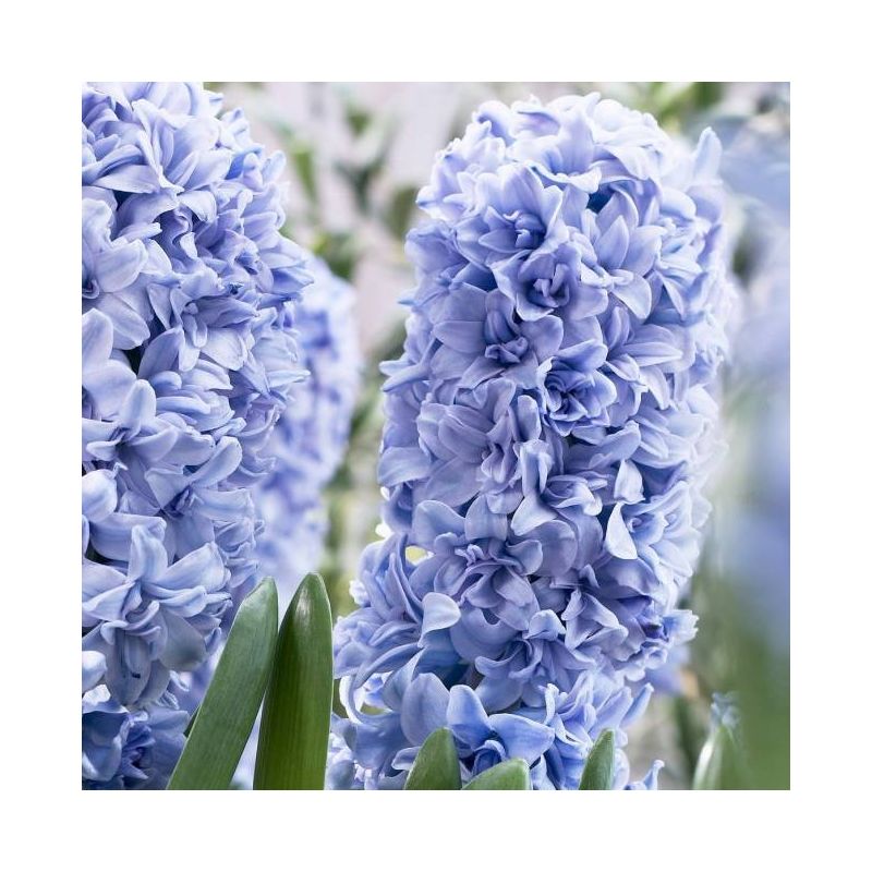 Hyacinth ‘Blue Tango’ - Soft Blue Double - Pack of 6 Bulbs