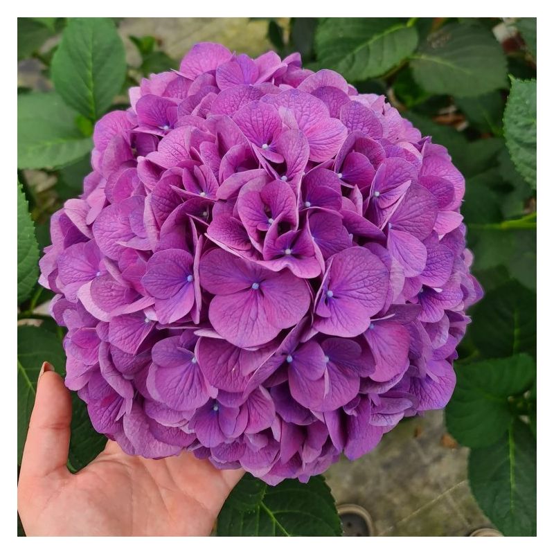 hydrangea-devine-2.jpg