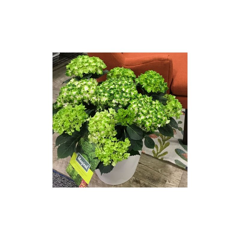 Hydrangea macrophylla 'Magical Rhapsody' - Large Flowered Mophead Hydrangea