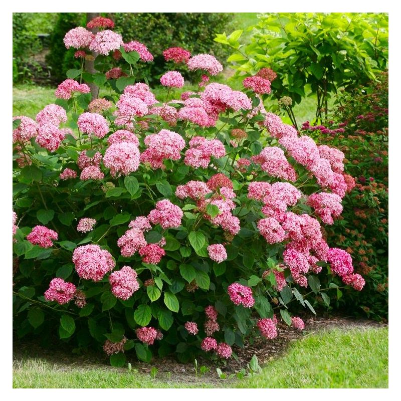Hydrangea arborescens Sweet Annabelle
