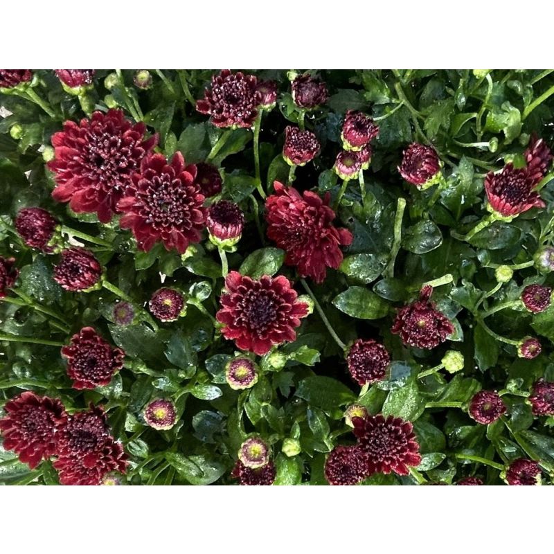 Colourful Garden Mum Chrysanthemum Red