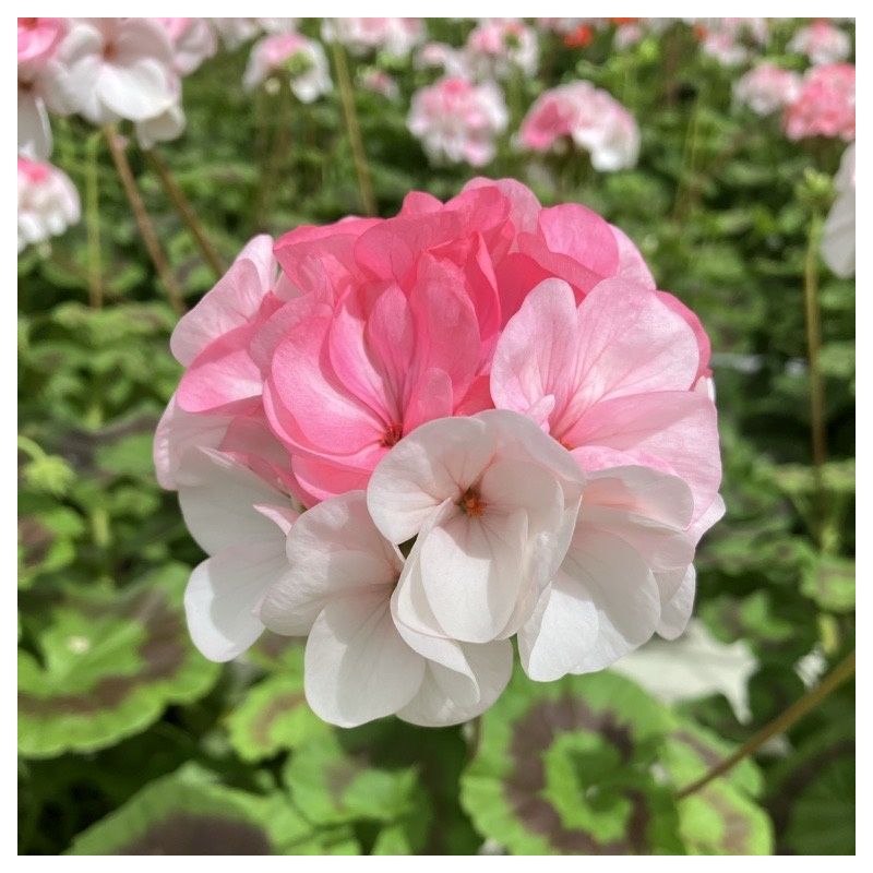 Pinot Geranium Large Geranium Pinto Premium White to Rose - Pelargonium - In Bud & Bloom
